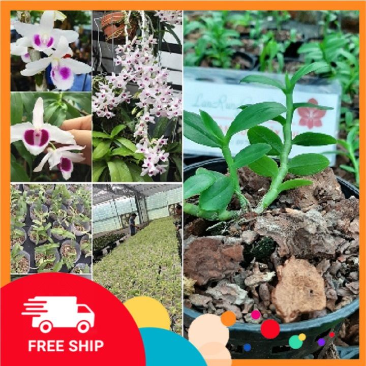 lan%20phi%20%C4%91i%E1%BB%87p%20%C4%91%E1%BB%99t%20bi%E1%BA%BFn%205%20c%C3%A1nh%20tr%E1%BA%AFng%20CHUMORAY%20(5CT)%20,%20hoa%20n%E1%BB%9F%20v%C3%A0o%20t%E1%BA%BFt,%20cam%20k%E1%BA%BFt%20ch%E1%BA%A5t%20l%C6%B0%E1%BB%A3ng%20-%20Image%203