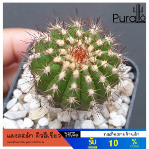 ต้นกระบองเพชร แผงคอม้า ผิวสีเขียว Uebelmannia pectinifera #ไม้เมล็ด #cactus #แคคตัส #Uebelmannia