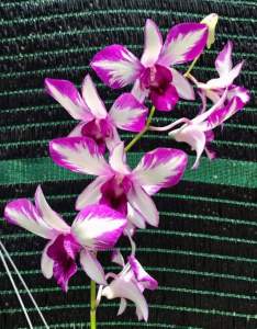 HOA LAN DENRO PINK XƯA XỔ 5%