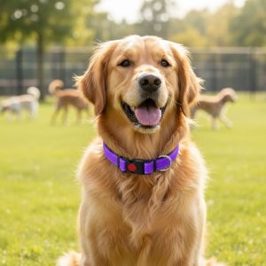 DGFDF Nylon Reflective Dog Collar Adjustable Safety Buckle Pet Safety Collar Durable Breathable Pet Neck Strap Walking The Dog