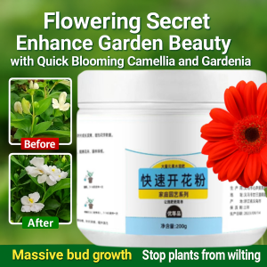 ผงเร่งดอกช่วยส่งเสริมการออกดอกและการเจริญเติบโตของดอกตูมของผงเร่งการเจริญเติบโตของพืช