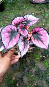 Tanaman Hias Begonia Baby Cute Red Silver