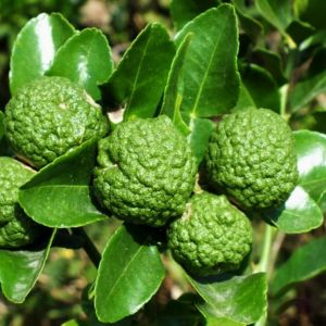 Bibit Tanaman Daun Jeruk Purut Bumbu