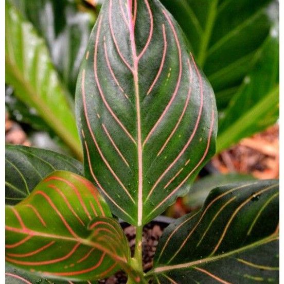 buy anthurium Anthurium Magnificum Big – Greenspaces.id