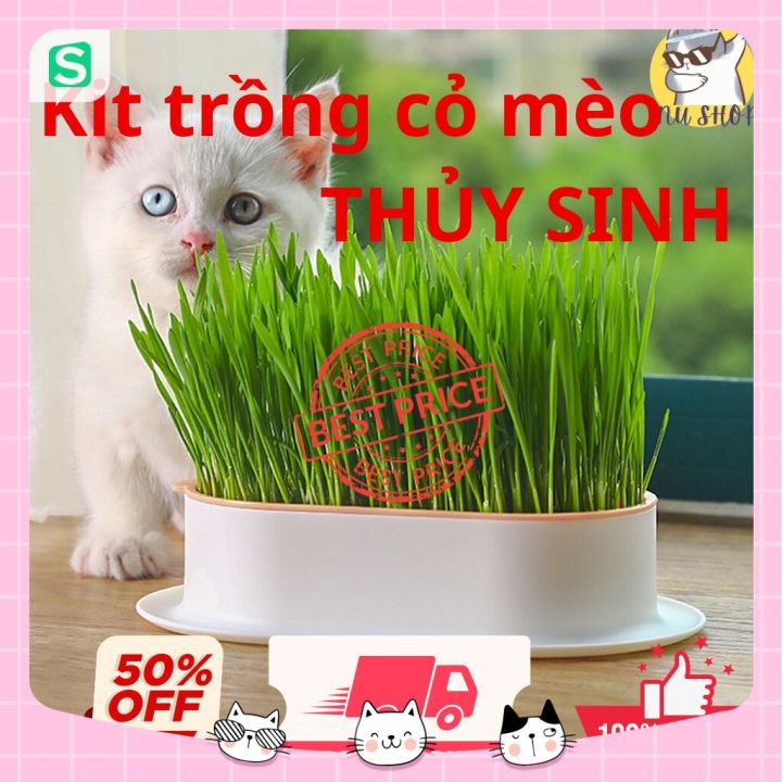 Kit trồng cỏ mèo thủy sinh. Bộ kit trồng siêu tiện lợi, nhỏ gọn, dễ ...