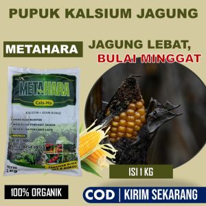 16. Pupuk METAHARA 1 KG Anti Bulai Buah Tanaman Jagung - Pupuk Organik Semprot Pengendali Penyakit Tungro Jagung Penyakit Lecah Daun Penyakit Bercak Daun Jagung Hawar Daun Jagung Karat Daun Jagung Busuk Pangkal Batang Jagung