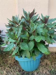 Keratan Batang Organik Bayam Okinawa / Sambung Nyawa/ Okinawa Spinach Cutting Edible Gynura /紅鳳菜