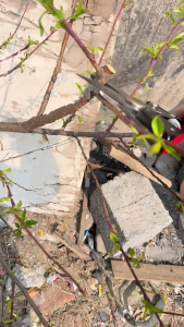 Hàng rào Kéo làm vườn cây loppers hàng rào Shears Kéo cắt tỉa Trọng lượng nhẹ Shears cán dài Shears trang trí