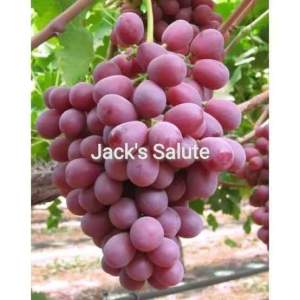 Bibit Anggur Import JACK SALUTE Seedless Garansi Valid 100%