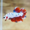*RANDOM PICK* Halfmoon Plakat *HMPK* Betta fish/ ikan laga  *FULL BLOCK COLOUR* S / S+/ M Junior. 