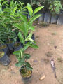 Berjaya Plant Nursery - Pokok Limau Nipis Jambak Hybrid(Pokok Buah Hidup/Buah-buahan/Real Live Fruit Tree). 