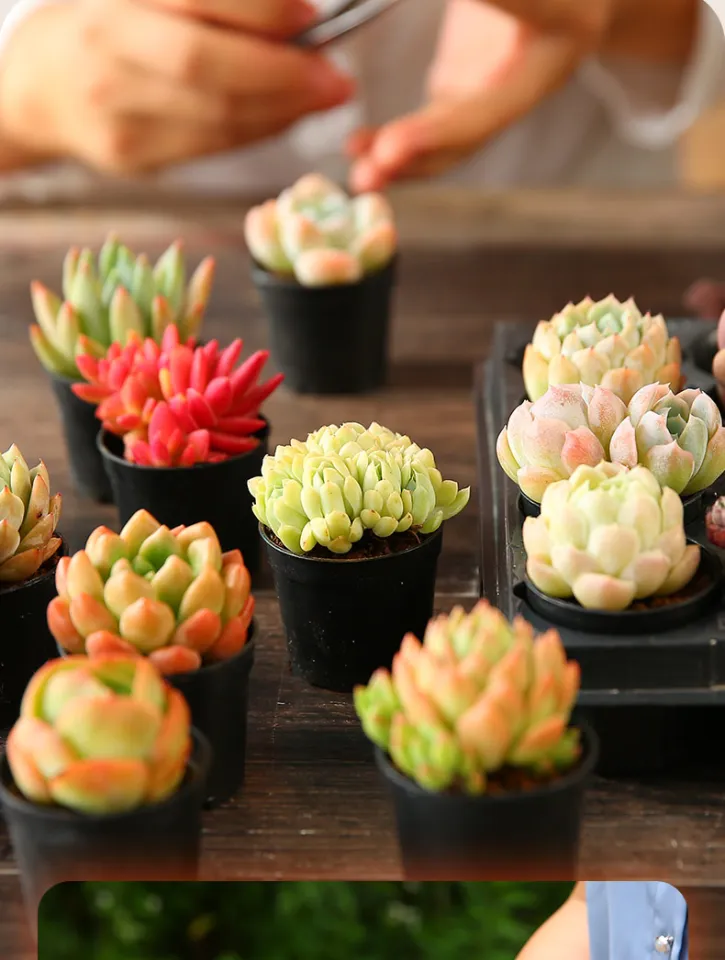 succulent pine tree 5 Crassula tetragona (Miniature Pine Tree) Cuttings