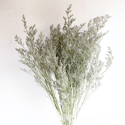 Caspea Dried Flower Bunga Kering
