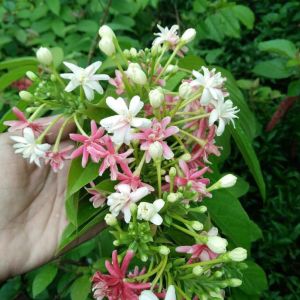 Bibit Tanaman Hias Melati Belanda Merah Rambat Termurah Cantik