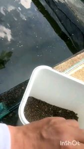 Bio-Stimulant Probiotik Campuran Pakan Udang dan Ikan Memperbesar Bobot/Menyehatkan/Mencegah Penyakit