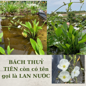 2 Cây bách thuỷ tiên ( cây lan nước ) cây có rễ nhiều nhánh