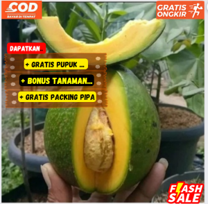 Bibit Alpukat Mentega Super Unggul / Cepat Berbuah