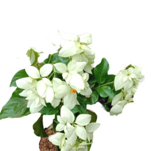 tanaman nusa indah bunga putih