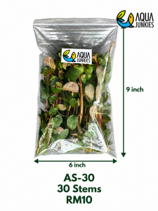Ammannia sp. ‘Sulawesi’ Live Aquarium Plant | Red Stem Aquascaping Plant | Pokok Air