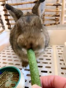 Natural Hay Molar Sticks 25Pcs Per Jar Chew Treat for Rabbit Hamster Guinea Pig Chinchilla Multiple Flavors Available