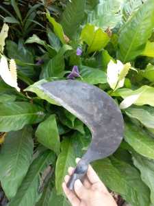 arit padi sabit pemangkas padi baja asli full sepuh