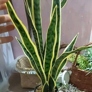 Chậu cây lưỡi hổ giả cao cấp giống thật 99% -by Tiệm hoa S.UGAR