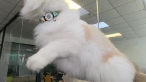 Anti-lost Cat Collar/ Reflective Nylon/ Adjustable Pet Collar/ Cat Collar With Apple Airtag Case/ Puppy Necklace Collar with Bell