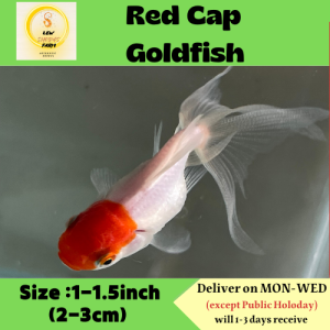 Red Cap Goldfish / Live Fish/Freshwater/红帽金鱼