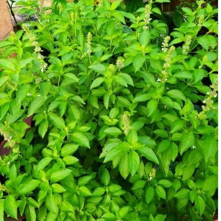 Malaysia Stock Benih Kemangi Lemon Basil 35biji Lazada