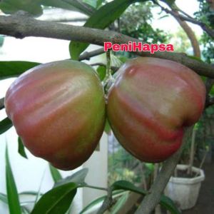 Bibit Jambu Air Giant Rose Apple Tanaman Jambu Air Hasil Okulasi Cepat Berbuah