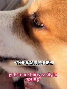 Pet Tear Stain Remover 30ml with Eye & Ear Care for Cats and Dogs Pet Eye Protection Drop
