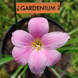 Umbi Bunga Rain Lily Bella Bell - Rainlily Zephyranthes Hybrid