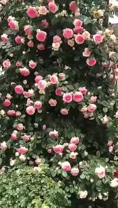 Perfume Rose Seeds   Climbing Rose Rosebush Four Seasons Blooming Climbing Wall Climbing Courtyard Plant Flower Seeds