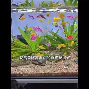 YEE High Protein Daphnia Magna Water Flea Kutu Air Fish Super Food Fish Fry Open Bait