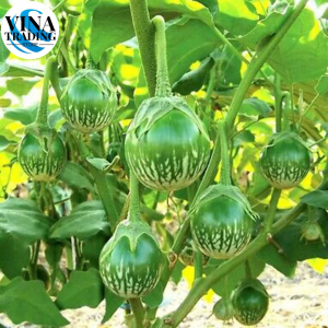 Thai Eggplant Seeds - (200seeds) Vegetable Seeds