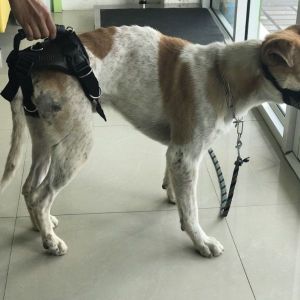 ชุดช่วยพยุงกายภาพไซต์ L