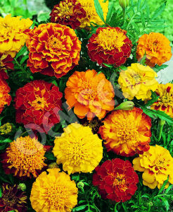 Marigold SEEDS - Sparky French marigold | Naughty Marietta French Marigold Seeds | African Giant Marigold Seeds | African Marigold Flower seeds