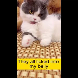 Cassiel Pet Nutri Plus Gel Nutrich Vitamins And Supplement For Appetite Booster And For Dog & Cat