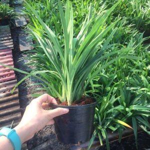 ต้นเตยหอมพร้อมปลูกลงดินต้นสูงประมาณ 15-30 ซม.พร้อมส่งส่งพร้อมกระถางขนาด6นิ้วMefarmsook