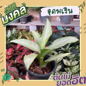 ต้นอุดมเงิน พร้อมกระถาง 6นิ้ว ต้นไม้มงคลปลูกในบ้าน ร่ำรวยเงินทองและมีบารมีทรัพย์สิน อุดมไปด้วยทรัพย์ ต้นไม้ฟอกอากาศ