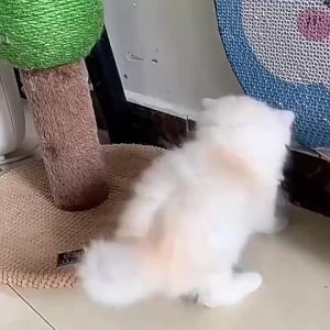 Interactive Cat Toy Electric Mouse Car Automatic Teaser kittenToys Rechargeable Intelligent Obstacle Avoidance Cat Car Toy