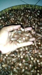 BIBIT BIJI MELINJO AMBON 1KG SUPER BESAR/BIBIT BIJI MELINJO BESAR