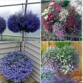 "Gói 100 Hạt " Hạt giống hoa cúc Lobelia ( cúc thúy điệp ). 