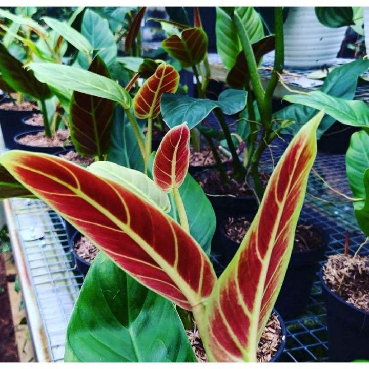 philodendron sun red Philodendron 'Sun Red' – Foliage Factory main image 1