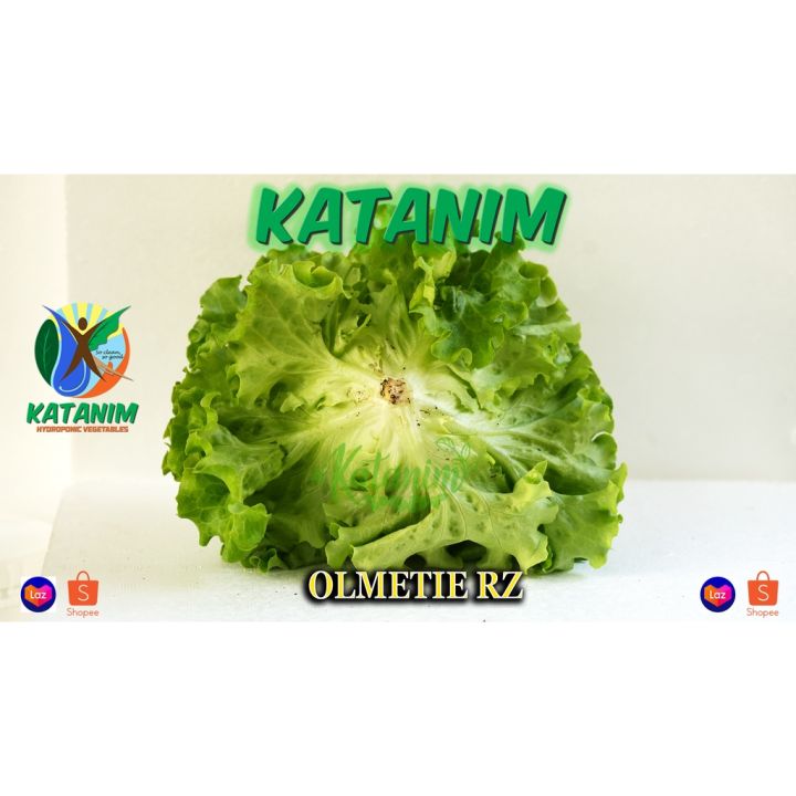 Olmetie Lettuce Seeds By Rijk Zwaan Katanim Lazada Ph 7525