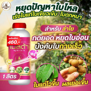 หยุดปัญหาใบไหล ในลำไย เร่งใบแก่เขียวเข้ม ใบดกหนา กดยอด หยุดใบอ่อน บังคับใบกางเร็ว ผลผลิตมากขึ้น เพิ่มการติดดอก ปุ๋ยน้ำ เมลด้า (ขนาด 1 ลิตร)