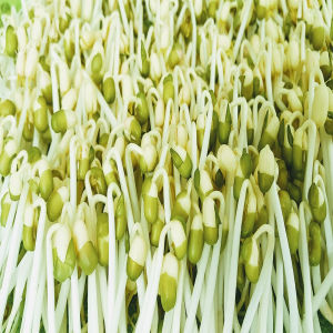 Đậu xanh chuyên làm giá 200gr tỉ lệ nảy mầm 100% (200gr đậu được gần 2kg giá sạch cả nhà tha hồ ăn ) Thiên Thảo Organic