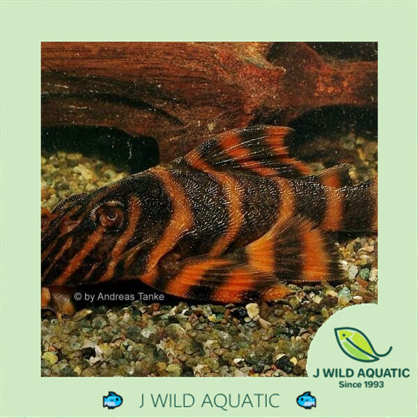 [J Wild Aquatic]—— L306 Takutut Tiger Pleco 图腾红老虎异形 | Lazada