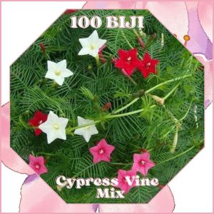 GG | 100 Benih Bunga Star Glory Cypress Vine Songgo Langit Rincik Bumi Mix Color