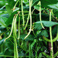 SULIT PACK! SITAW NA TURO/BUSH SITAW/LOS BANOS VARIETY (10 pcs seeds). 